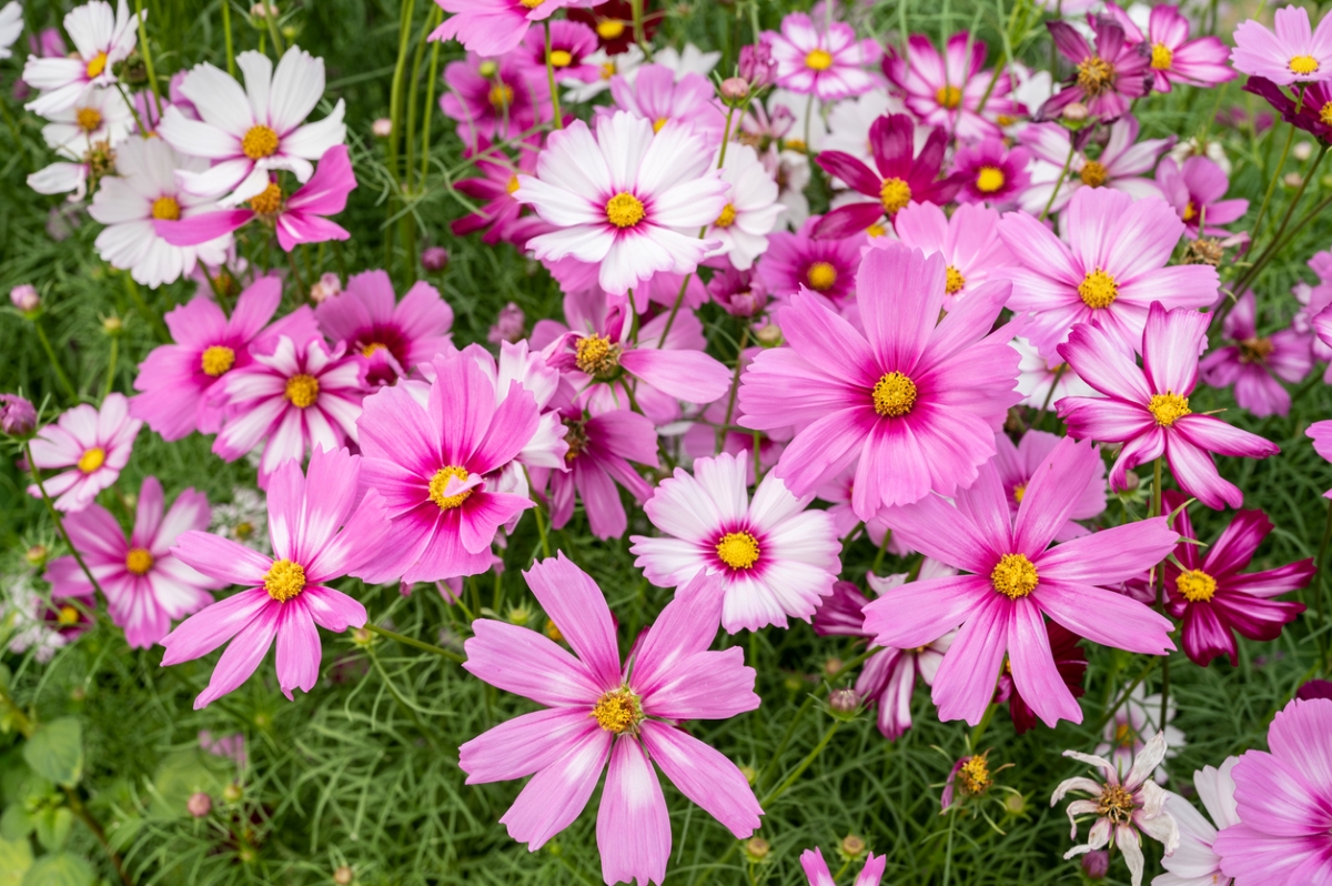 flowers that attract bees - multiple shades of pink cosmos flowers