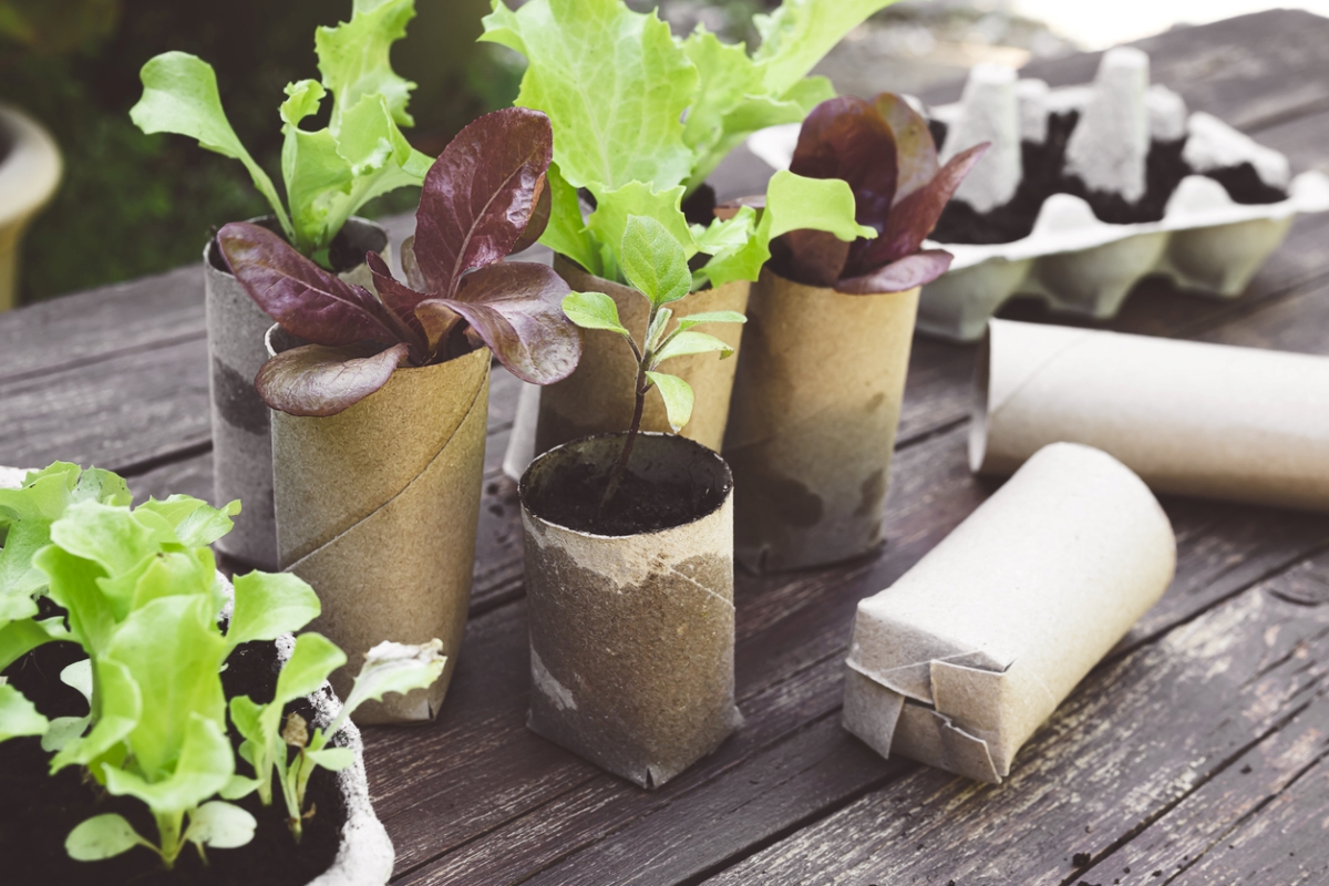 free ways to start a garden - plant starter in toilet rolls