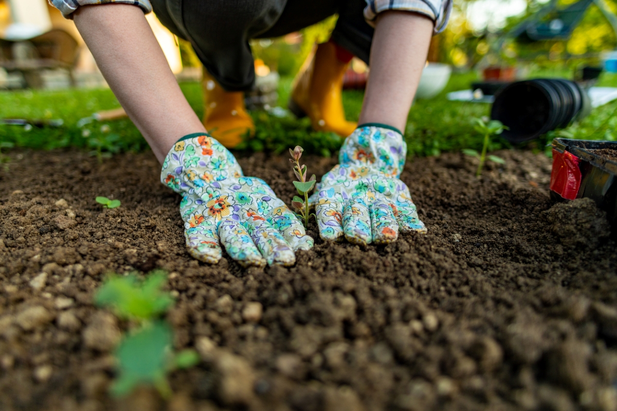 how to till a garden without a tiller - gloved hands around plant in dirt