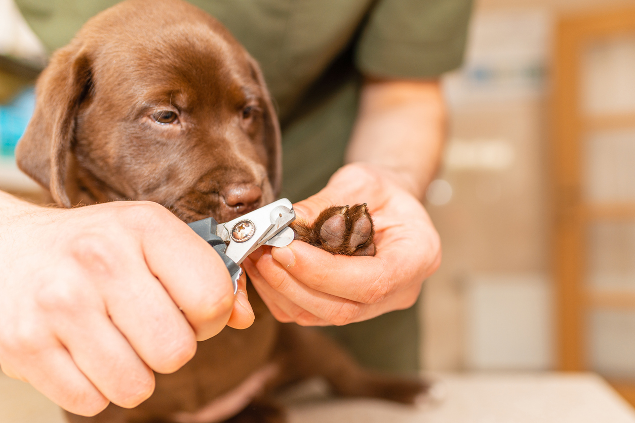 iStock-1404348373 dirty paw tricks Veterinarian specialist holding puppy labrador dog, process of cutting dog claw nails of a small breed dog with a nail clipper