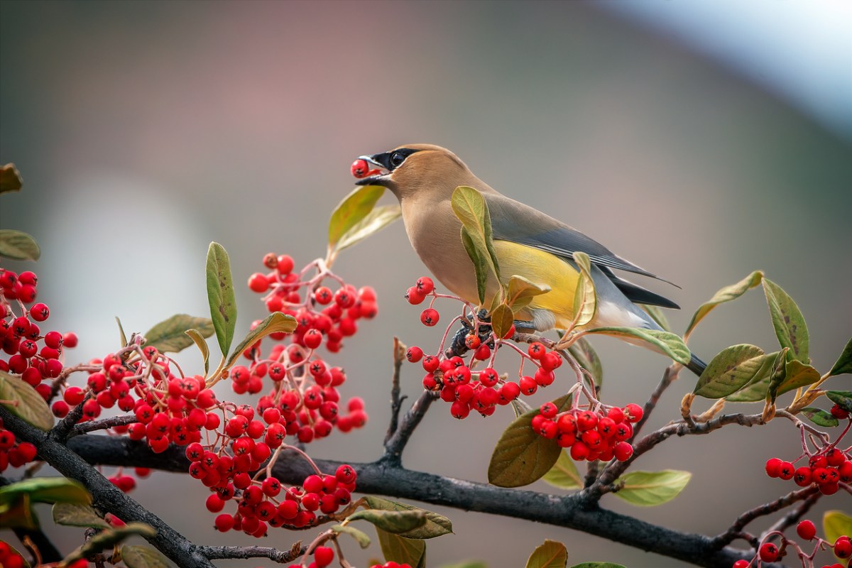 iStock-1408575145 birds that get their color from what they eat cedar waxwing