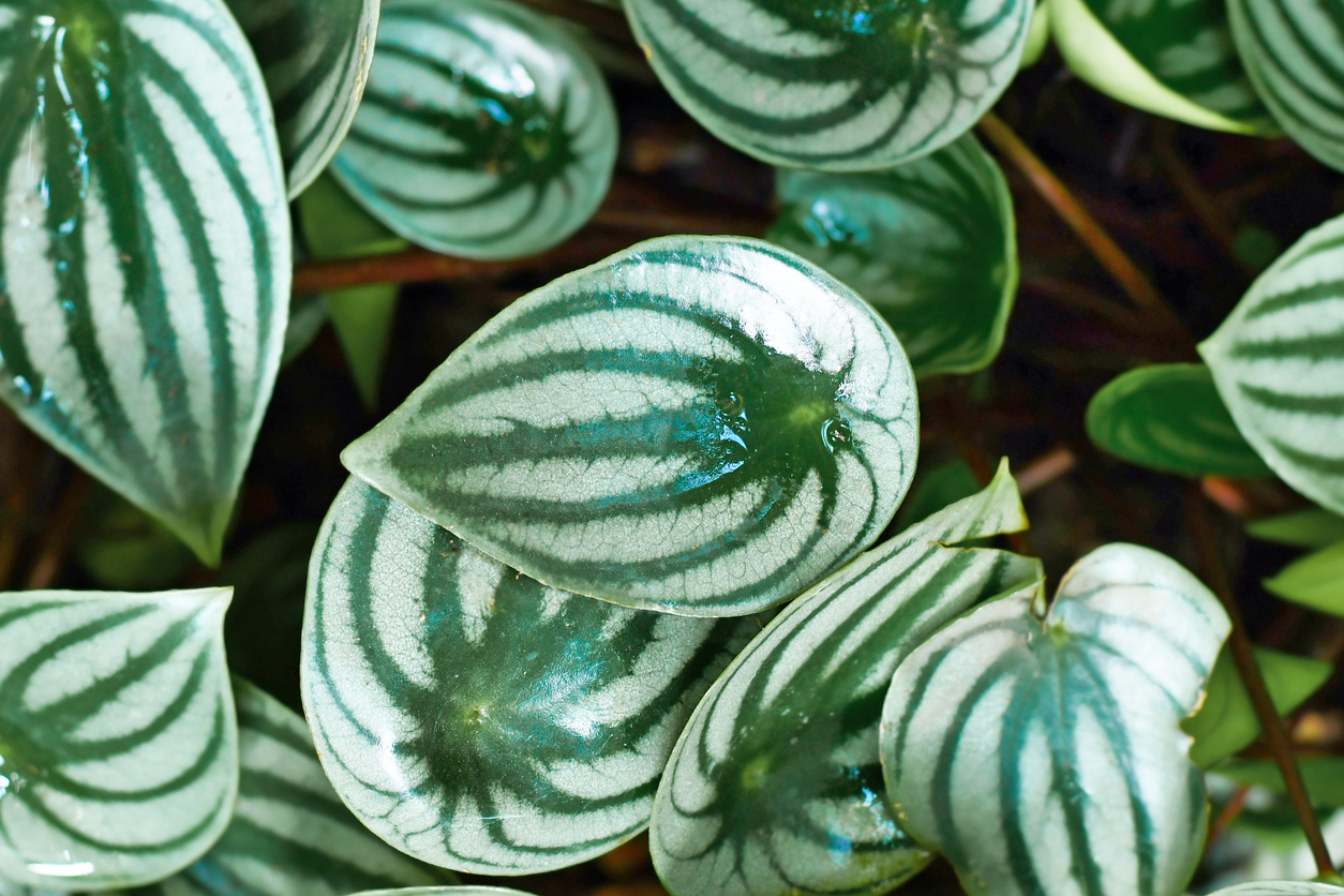 low light house plants peperomia close up leaves white and green