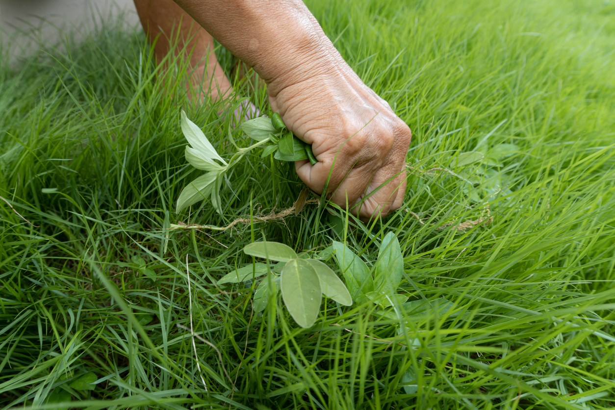 iStock-1409509134 Japanese stiltgrass Hands plucking excess weeds in the green grass paving yard