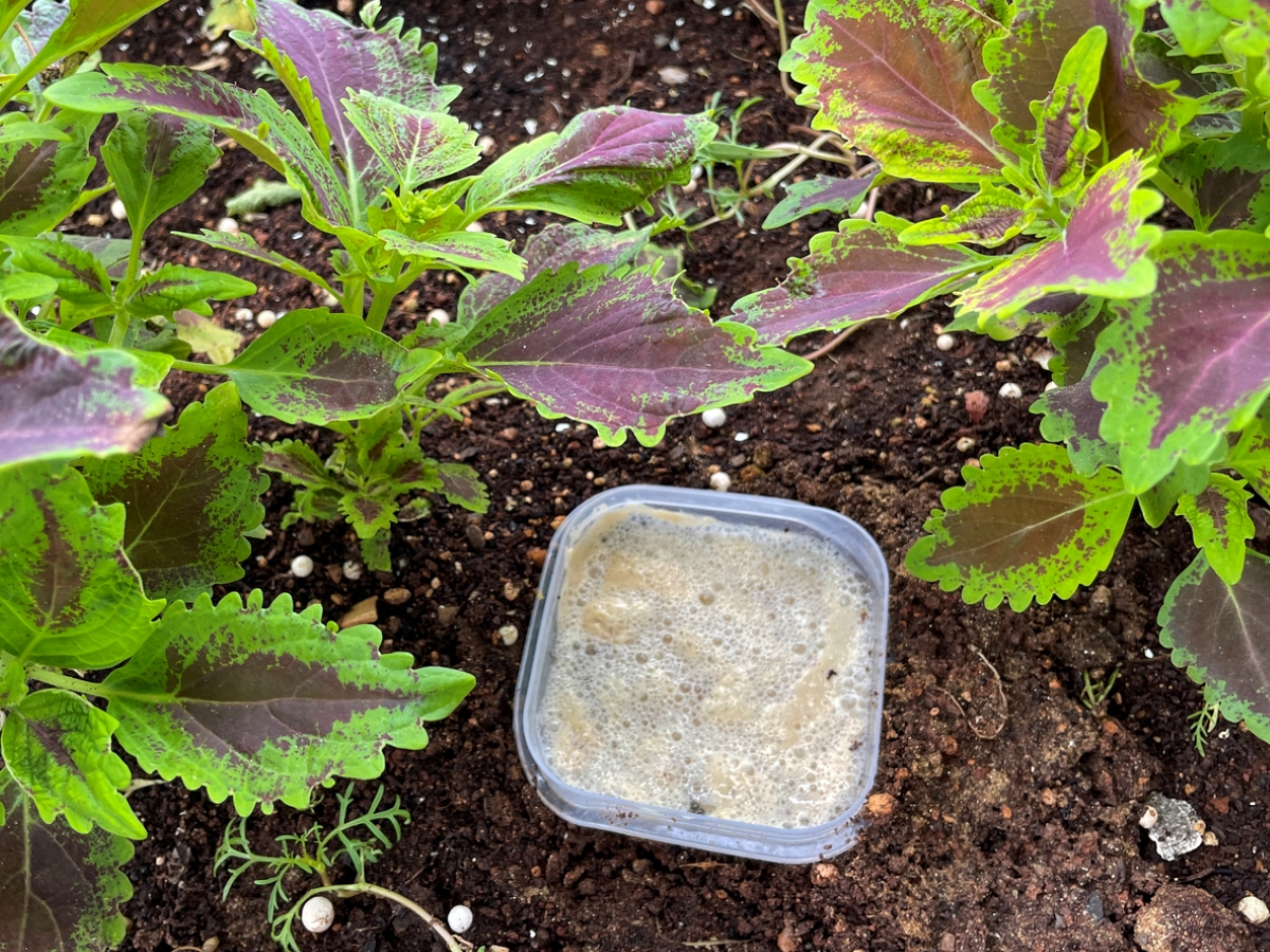 free ways to start a garden - beer slug trap in garden