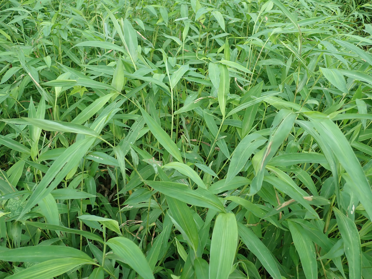 iStock-1414162759 Japanese Stiltgrass Meadow Microstegium vimineum, commonly known as Japanese stiltgrass, packing grass