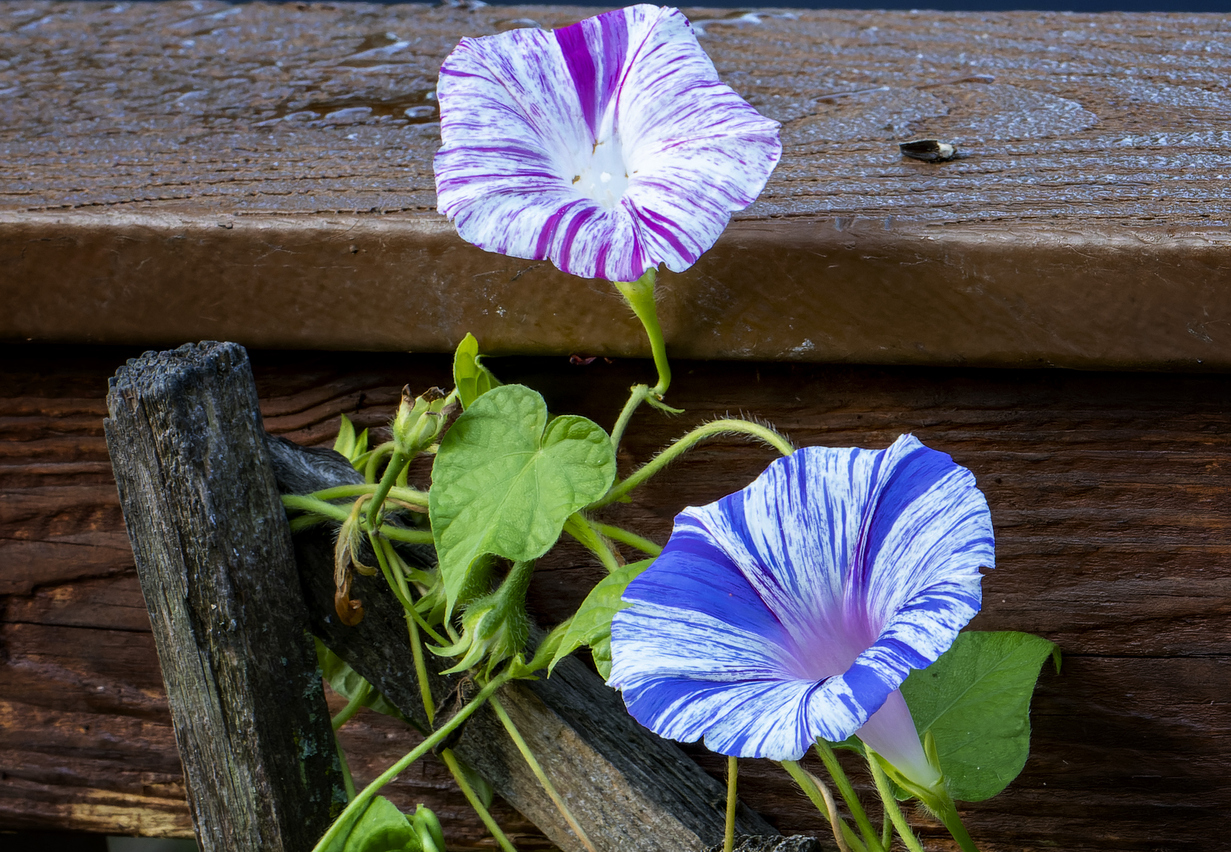 iStock-1419157266 morning glory care purple and white and blue and white morning glories in bloom