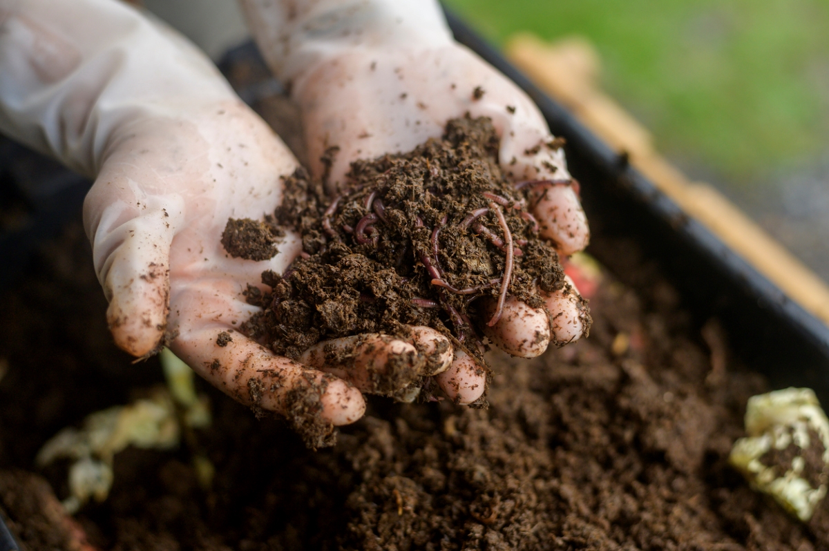 how to till a garden without a tiller - hands with worms in soil