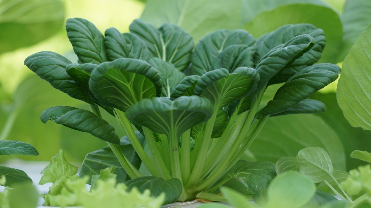 types of asian greens - tatsoi leafy vegetable