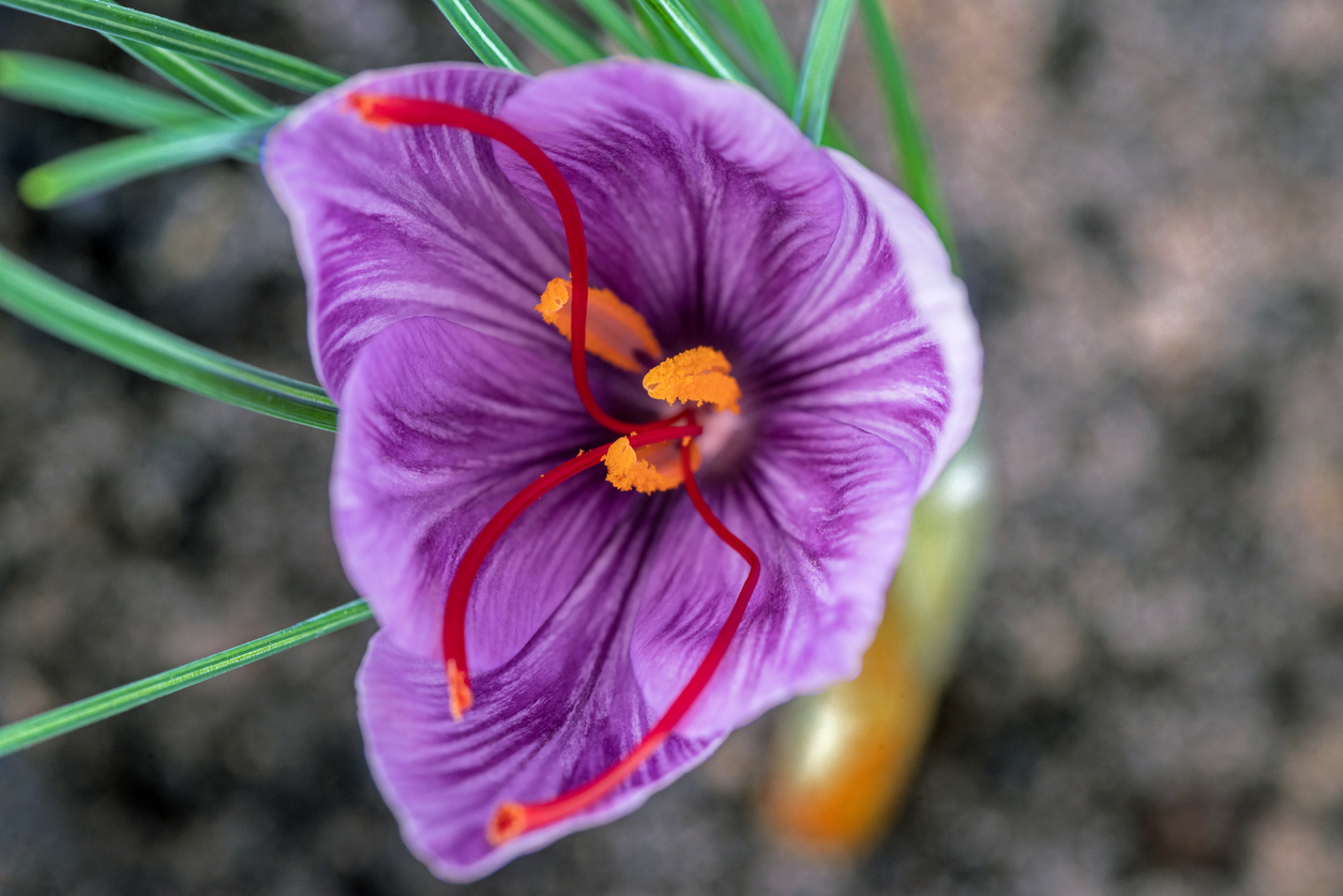 iStock-1456843284 how to grow saffron Saffron crocus flower with red stigmas on a blurred natural background