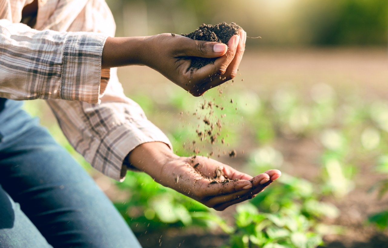 iStock-1457060600 how to till a garden Farming, agriculture and farmer hands with soil for nutrients, healthy plants and growth