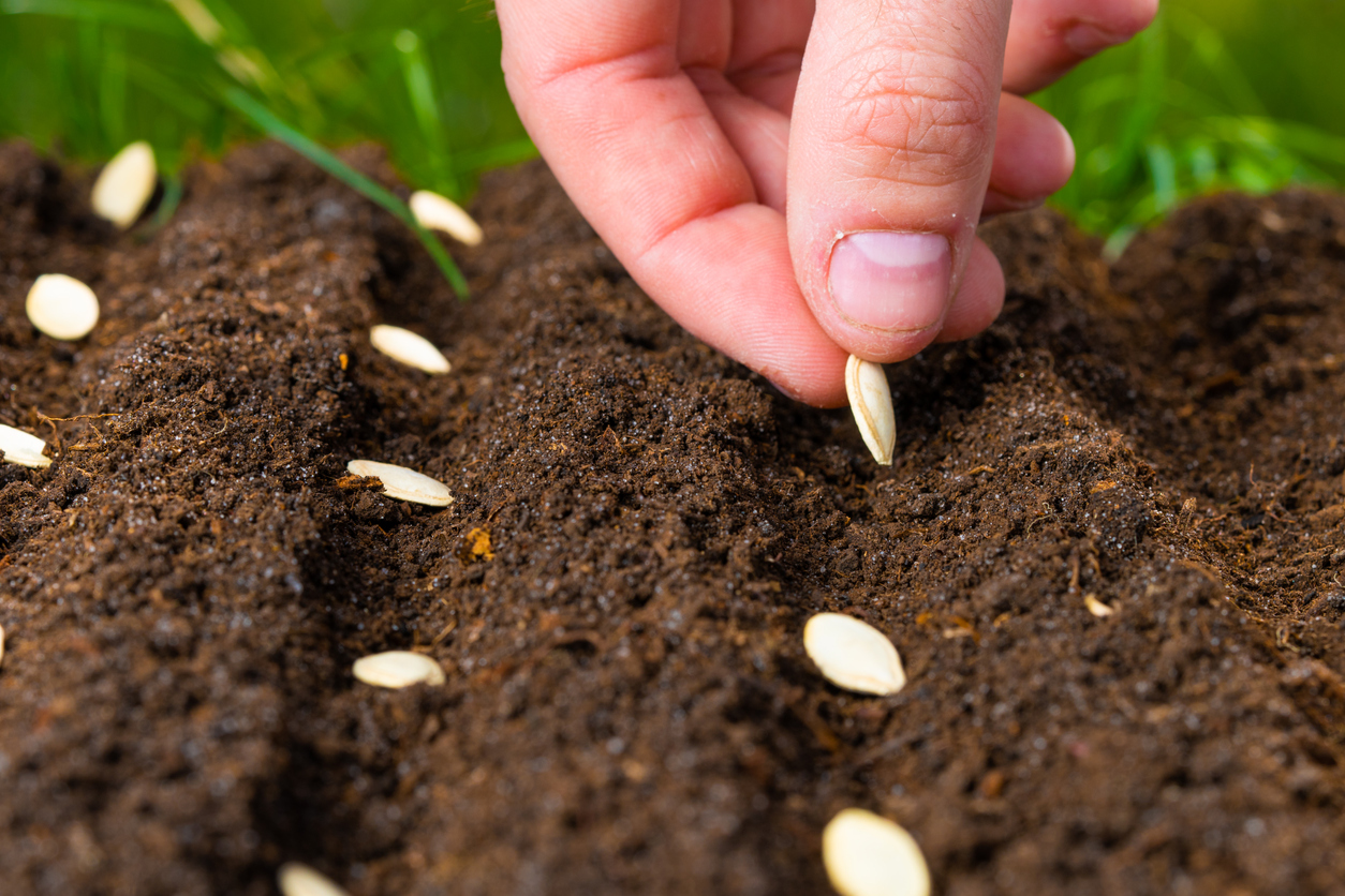 iStock-1459660990 three sisters garden close up of man planting squash seeds.
