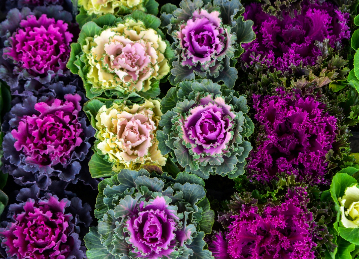 types of asian greens - purple flowering kale
