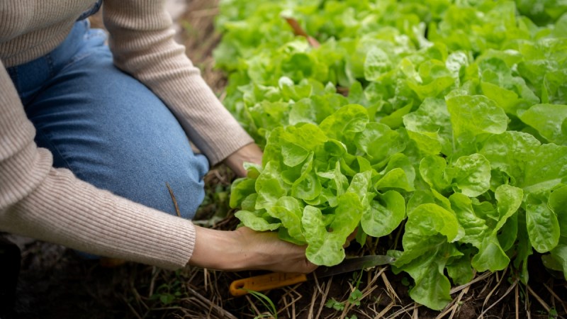 11 Types of Asian Greens and How to Grow Them