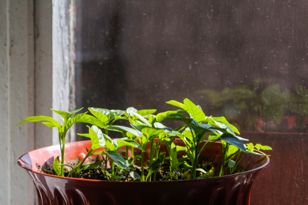 iStock-1475094594 revive overwinterized plants Defocus small seedlings of peppers are grown in white pot on windowsill