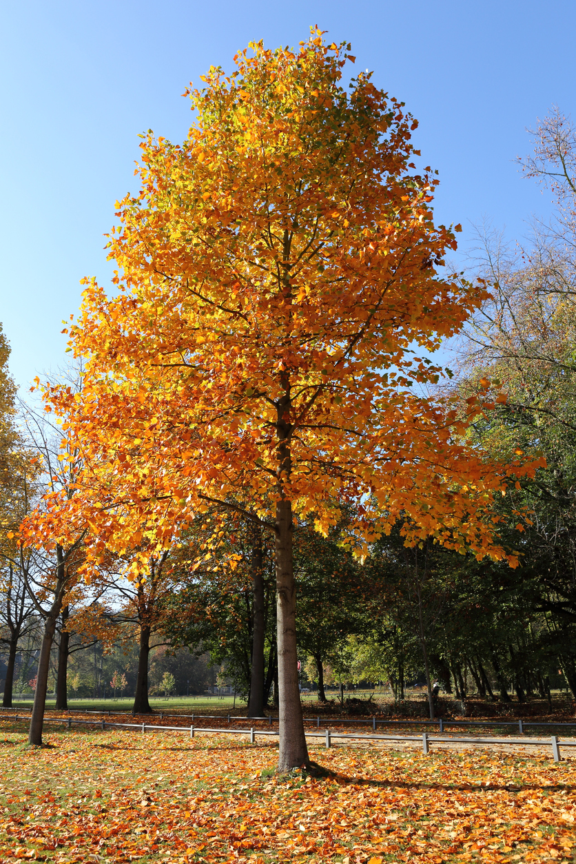 best trees for backyard tulip tree turning orange with fallen leaves