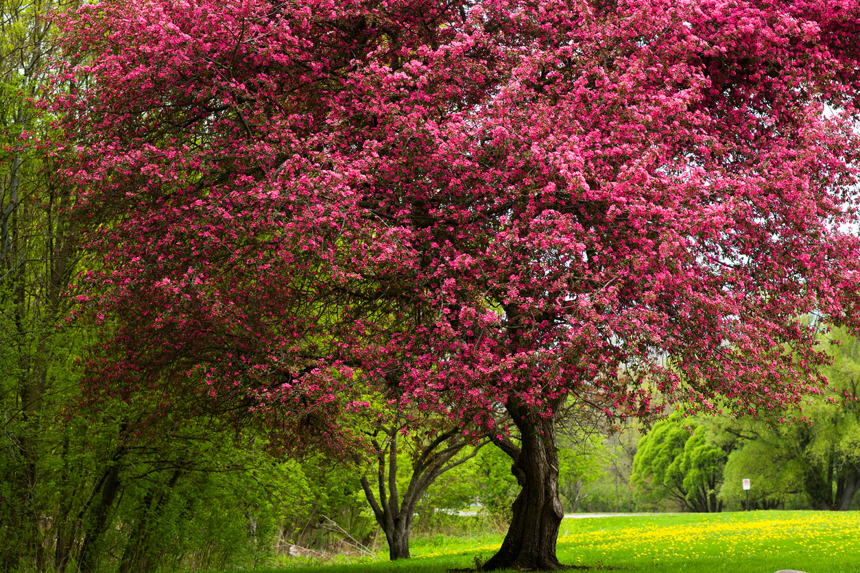 best trees for backyard crabapple tree in bloom magenta flowers
