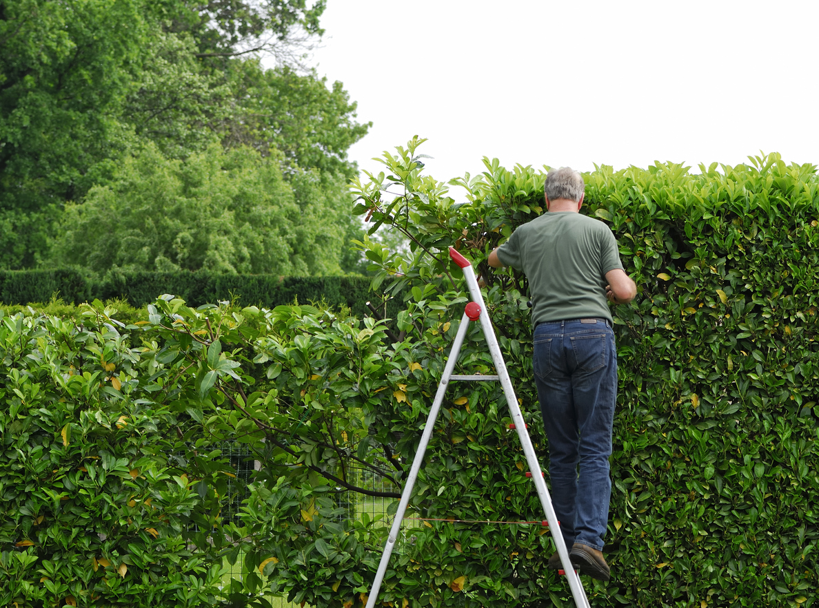 iStock-172201143 pruning mistakes Senior man cutting laurel hedge in springtime