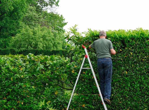 The Dos and Don’ts of Pruning a Bush