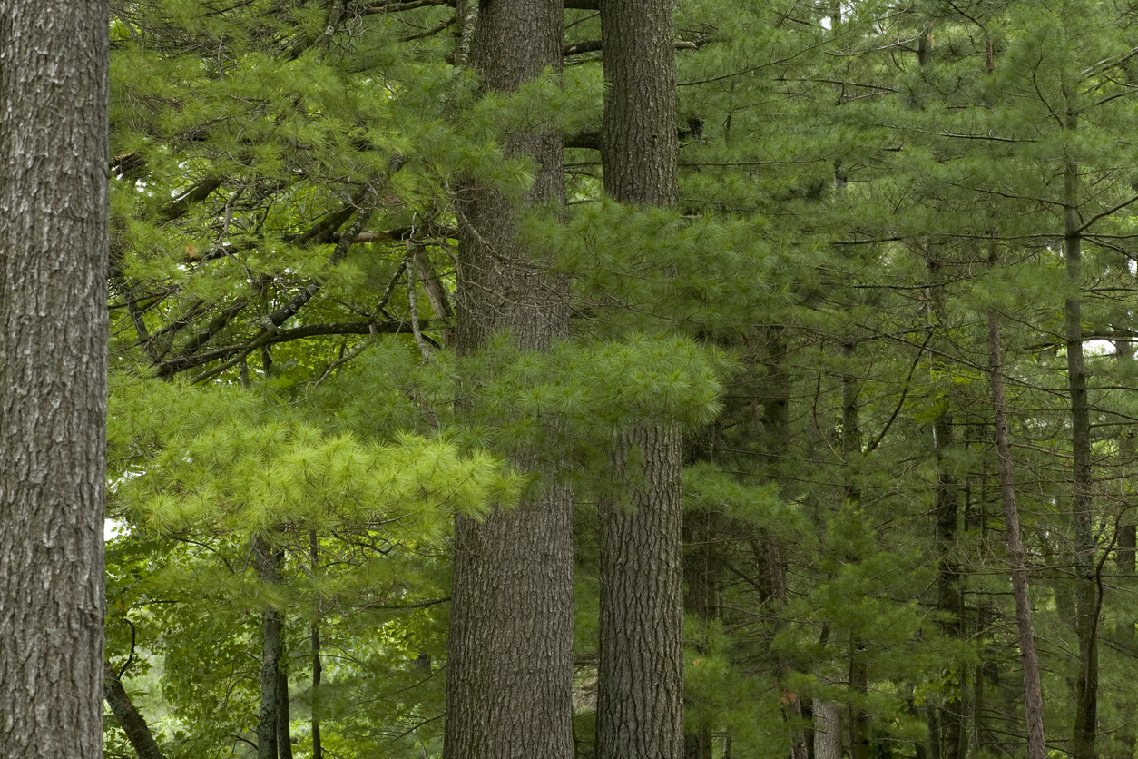 fast growing shade tree eastern white pine