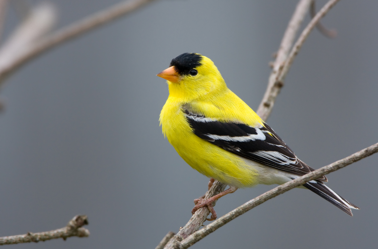 iStock-172863930 birds that get color from foods american goldfinch