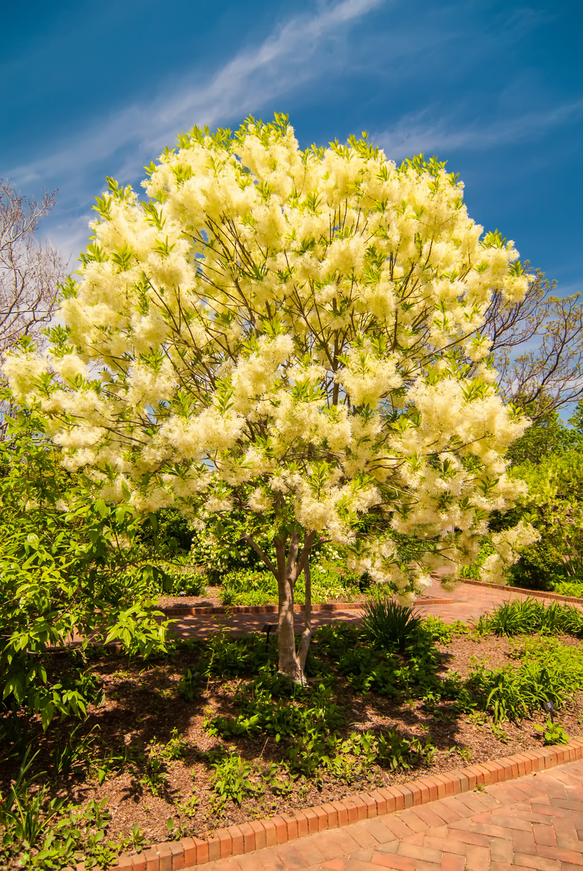 best trees for backyard yellow fringe tree in landscaping