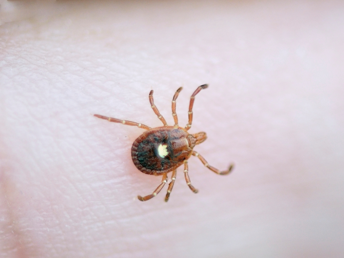 types of ticks - brown tick with white spot on skin