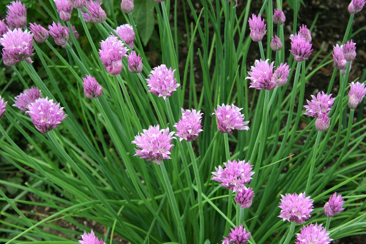 flowers that attract bees - pink bloomed chives