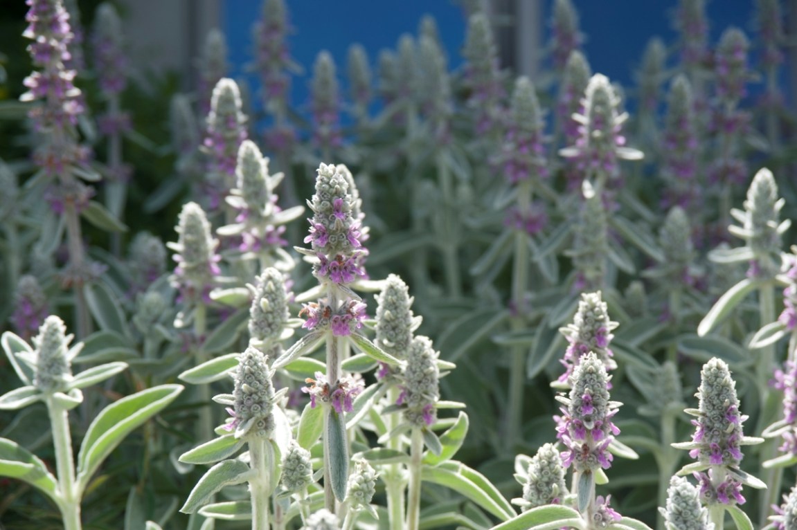 20 Flowers That Attract Bees to Your Garden - Bob Vila