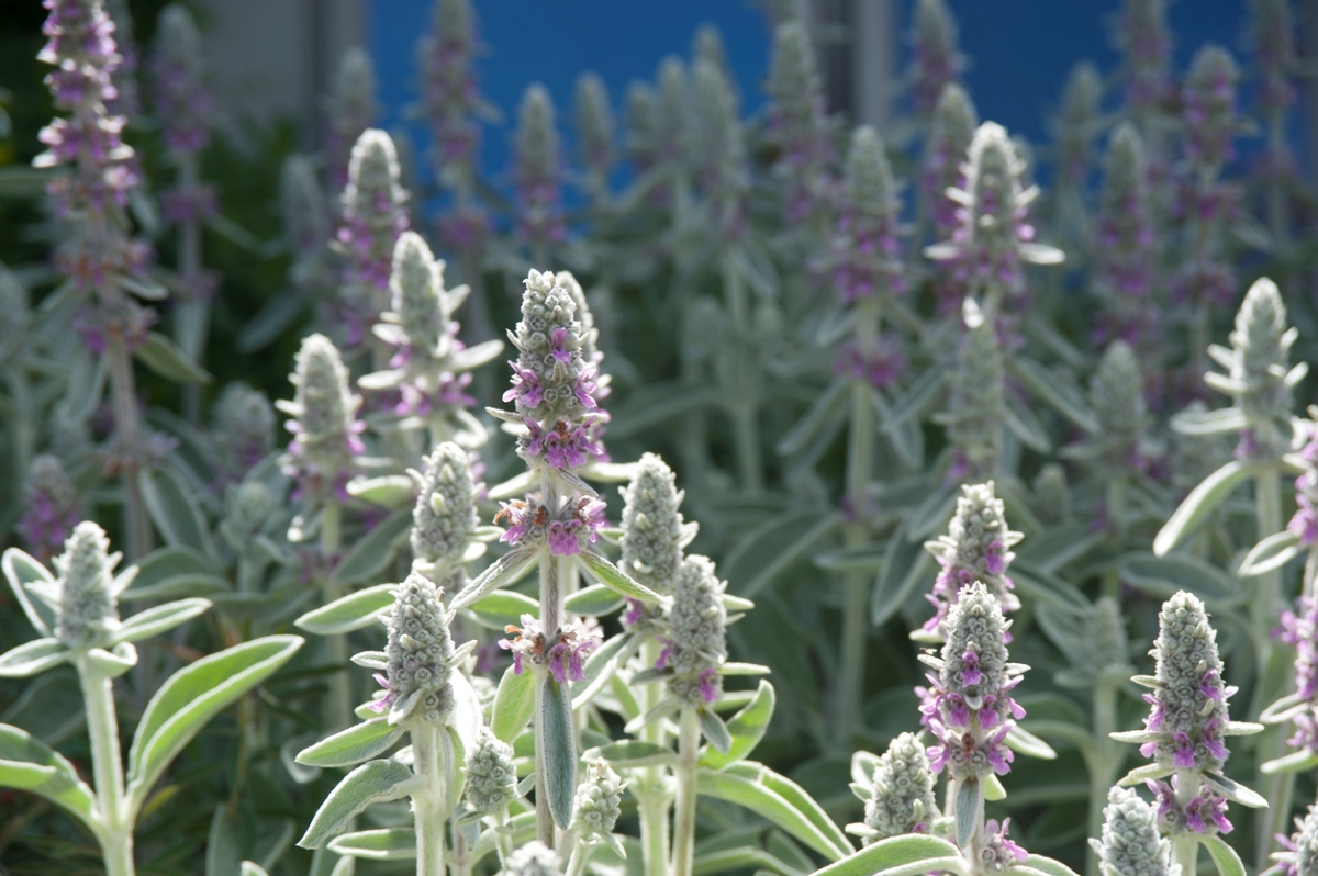 flowers that attract bees - bunch of bloomed lambs ear plants