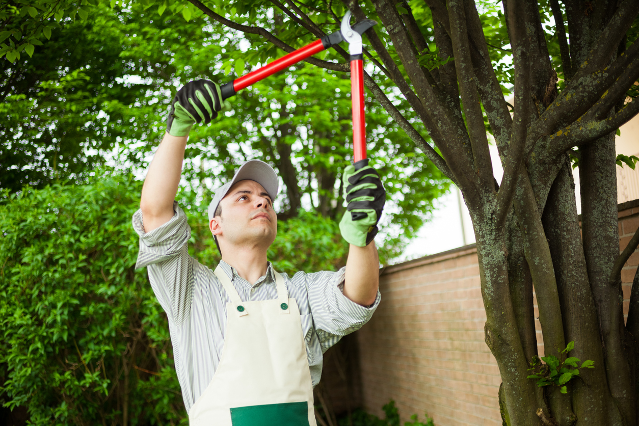 iStock-464890647 things a landscaper can do gardener in apron pruning tree