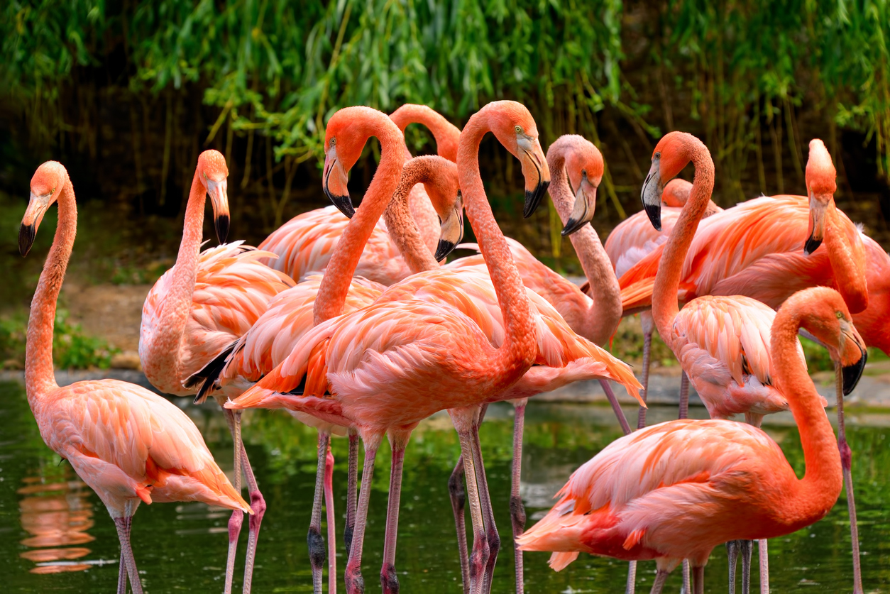 iStock-467072496 birds that get color from what they eat flamingos