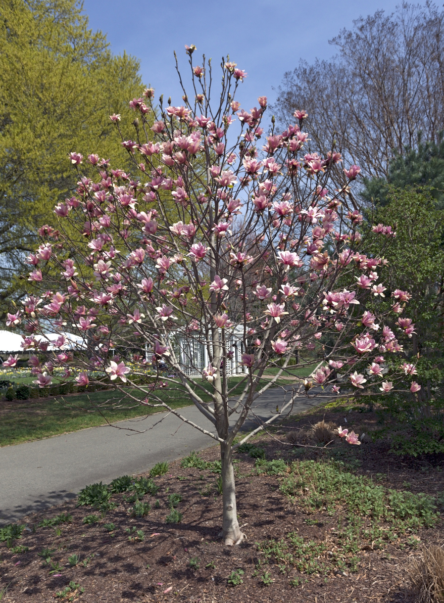 best trees for backyard saucer magnolia in bloom with pink flowers