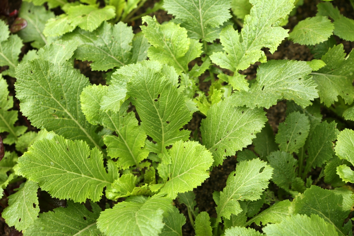 types of asian greens - close up of leafy greens