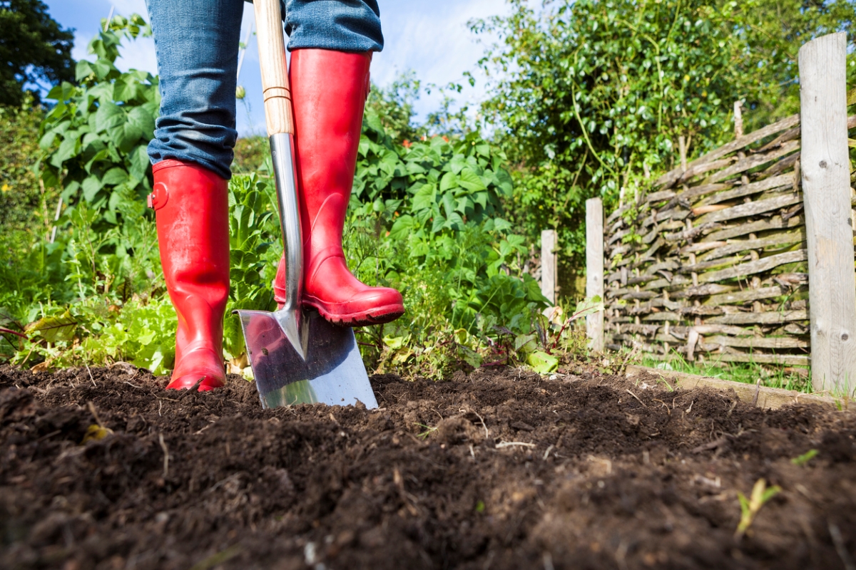 how to till a garden without a tiller - person with red boots on shovel in dirt