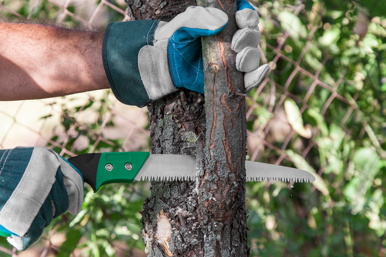 iStock-487470572 pruning mistakes pruning tree