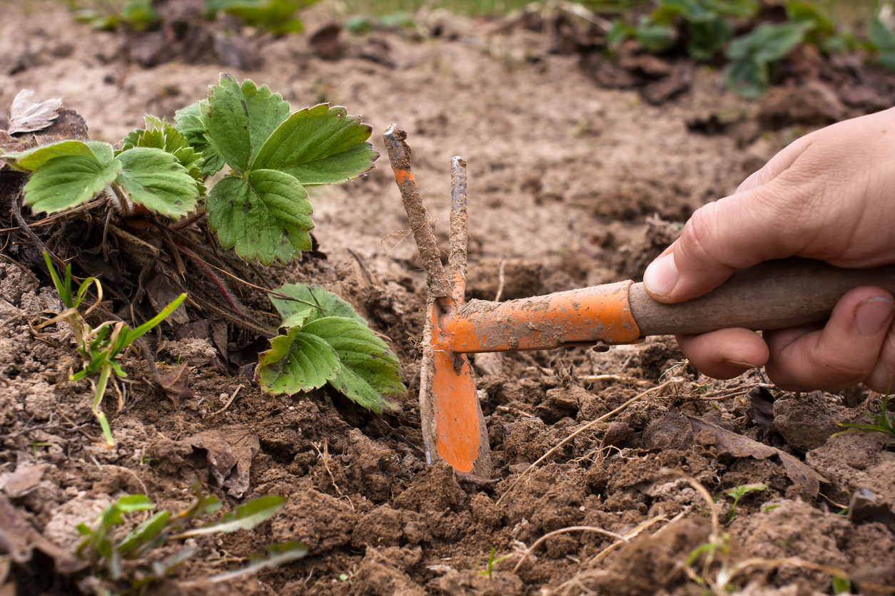 iStock-493626104 organic gardening tips close up of man weeding strawberry plans with metal hoe
