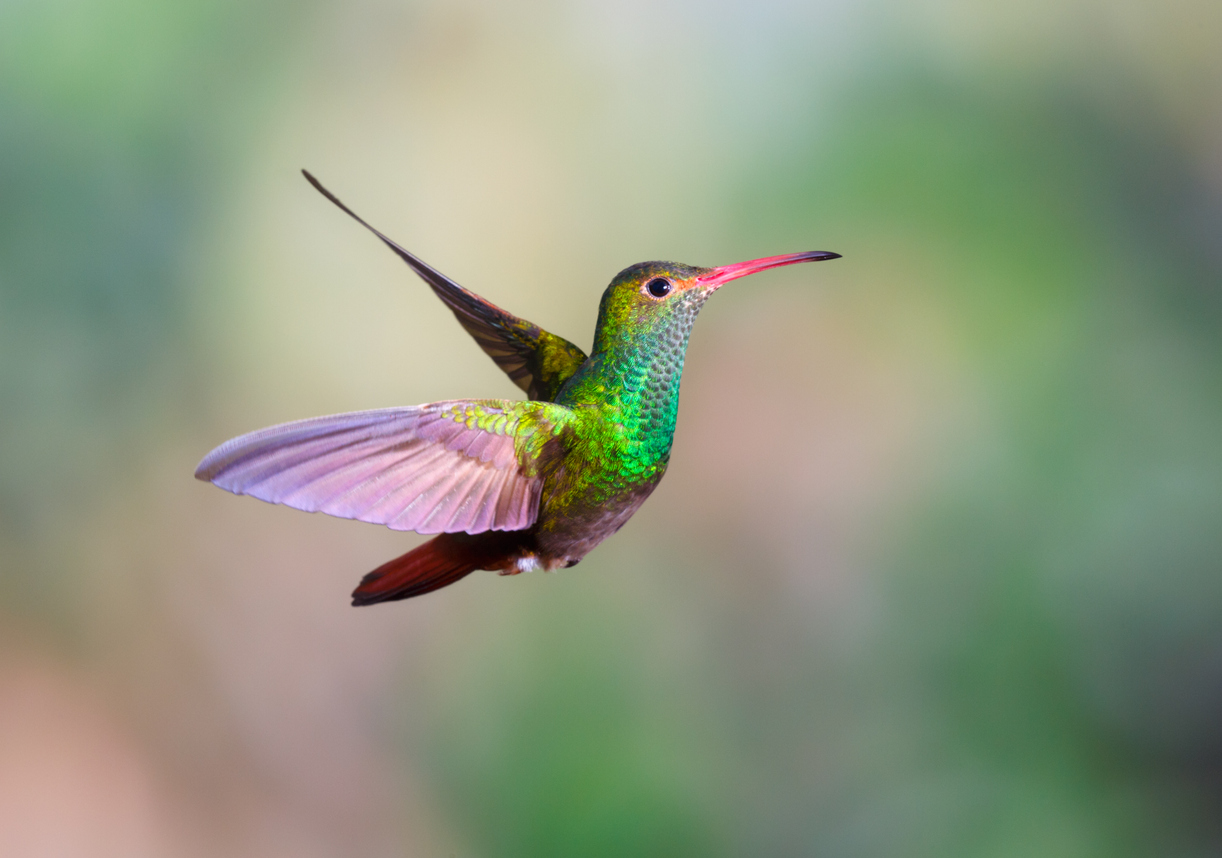 iStock-506606754 birds that get color from what they eat hummingbird