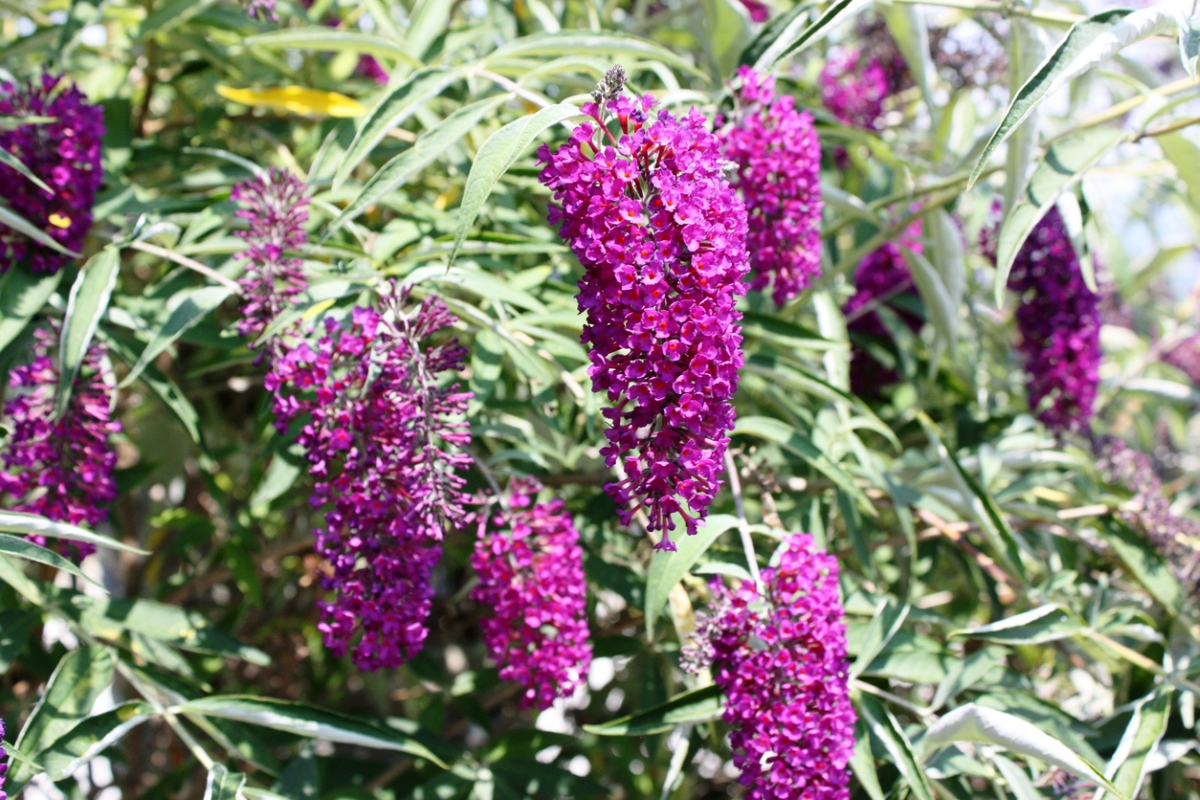 flowers that attract bees - purple butterfly bushes