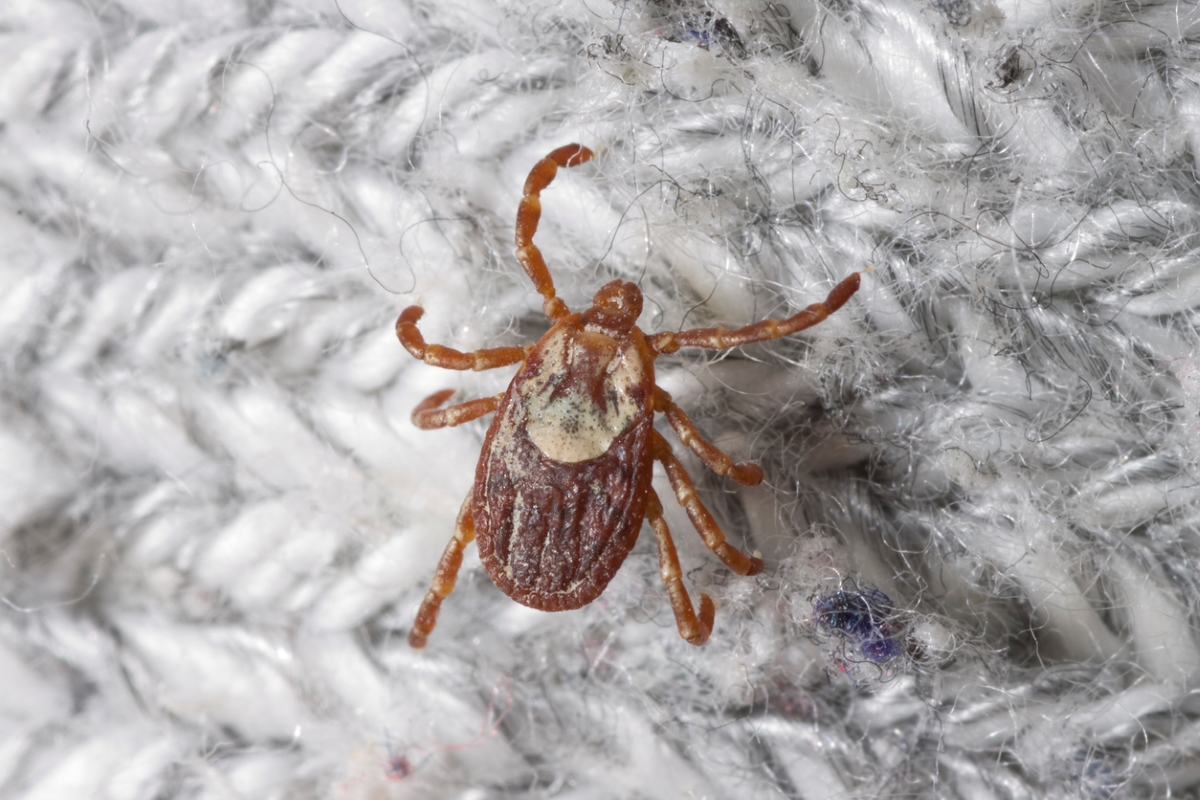 types of ticks - reddish tick with white shield on fabric