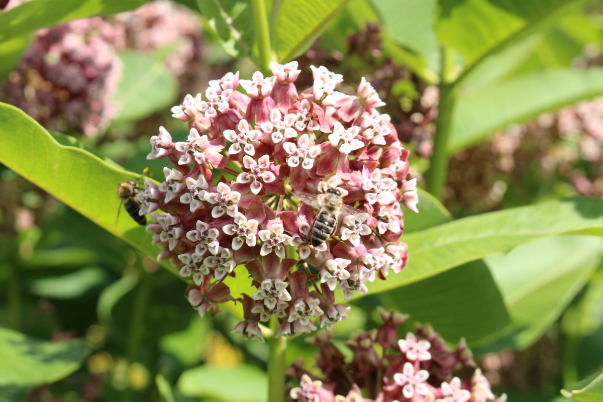 flowers that attract bees - bee on milkweed cluster of blooms