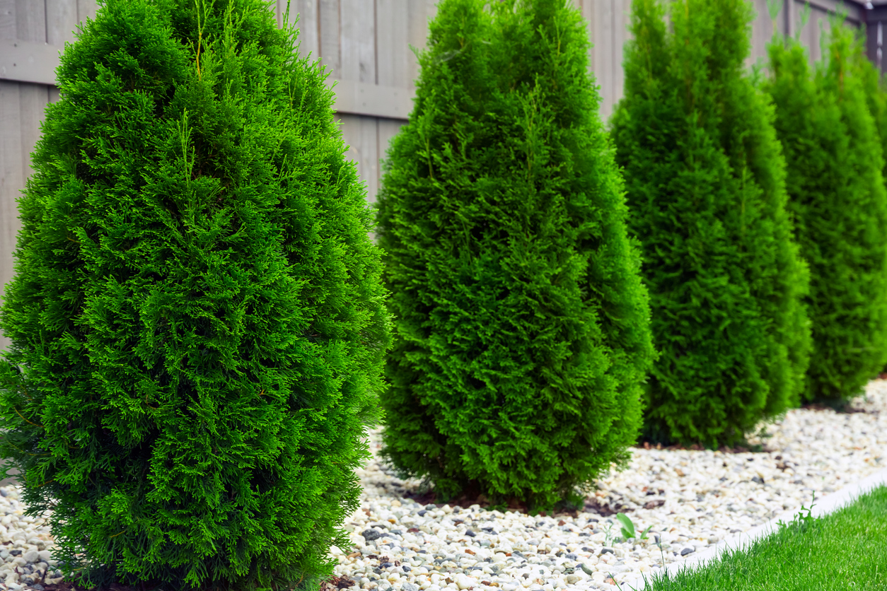 fast growing shade trees arborvitae in a row backyard