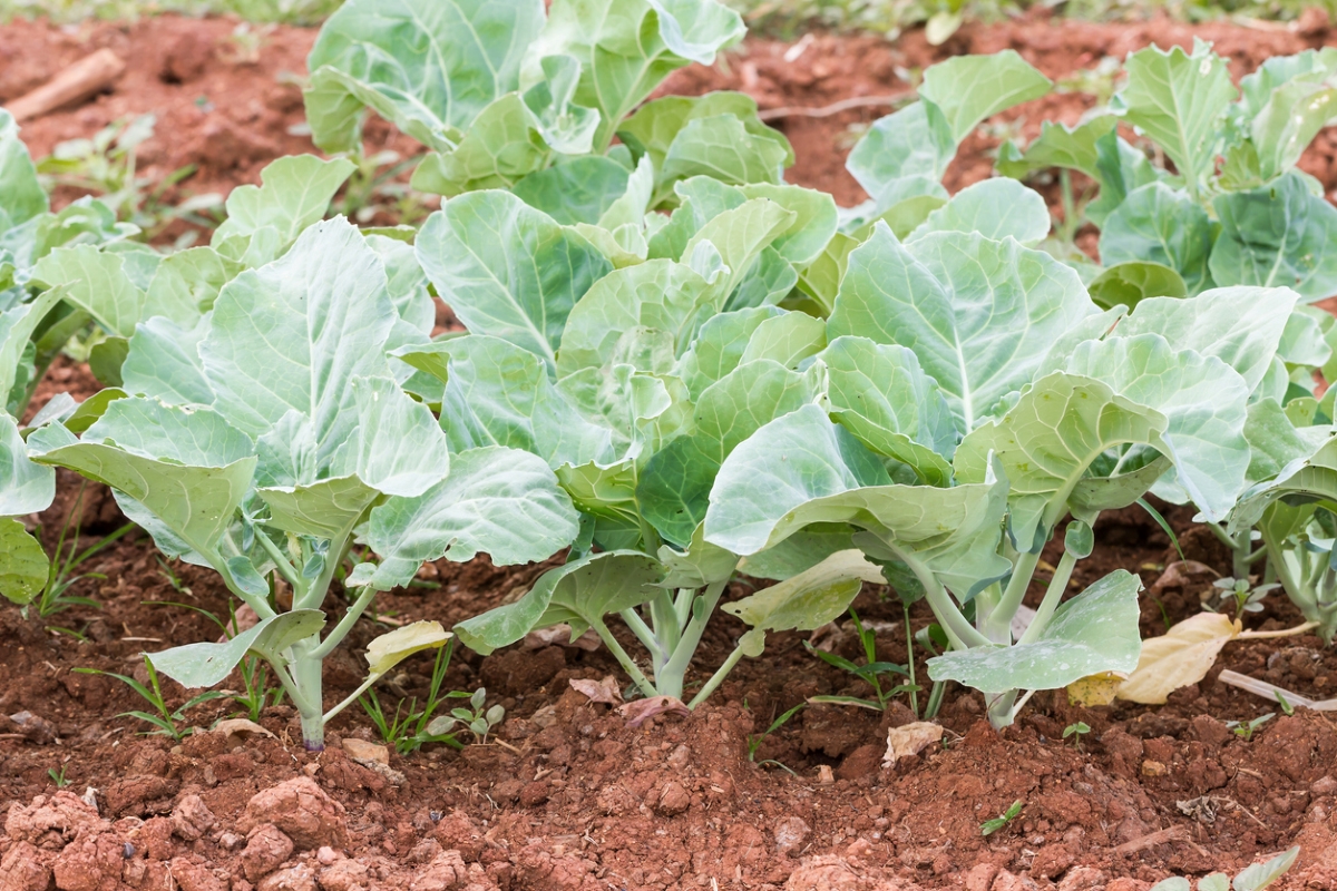 types of asian greens - chinese broccoli plants in soil