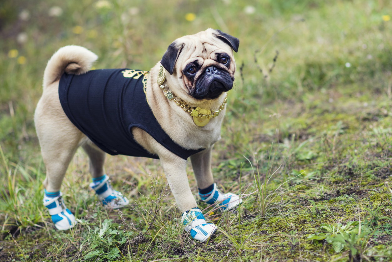 iStock-519472099 dirty paw ticks pug in boots and a sweater