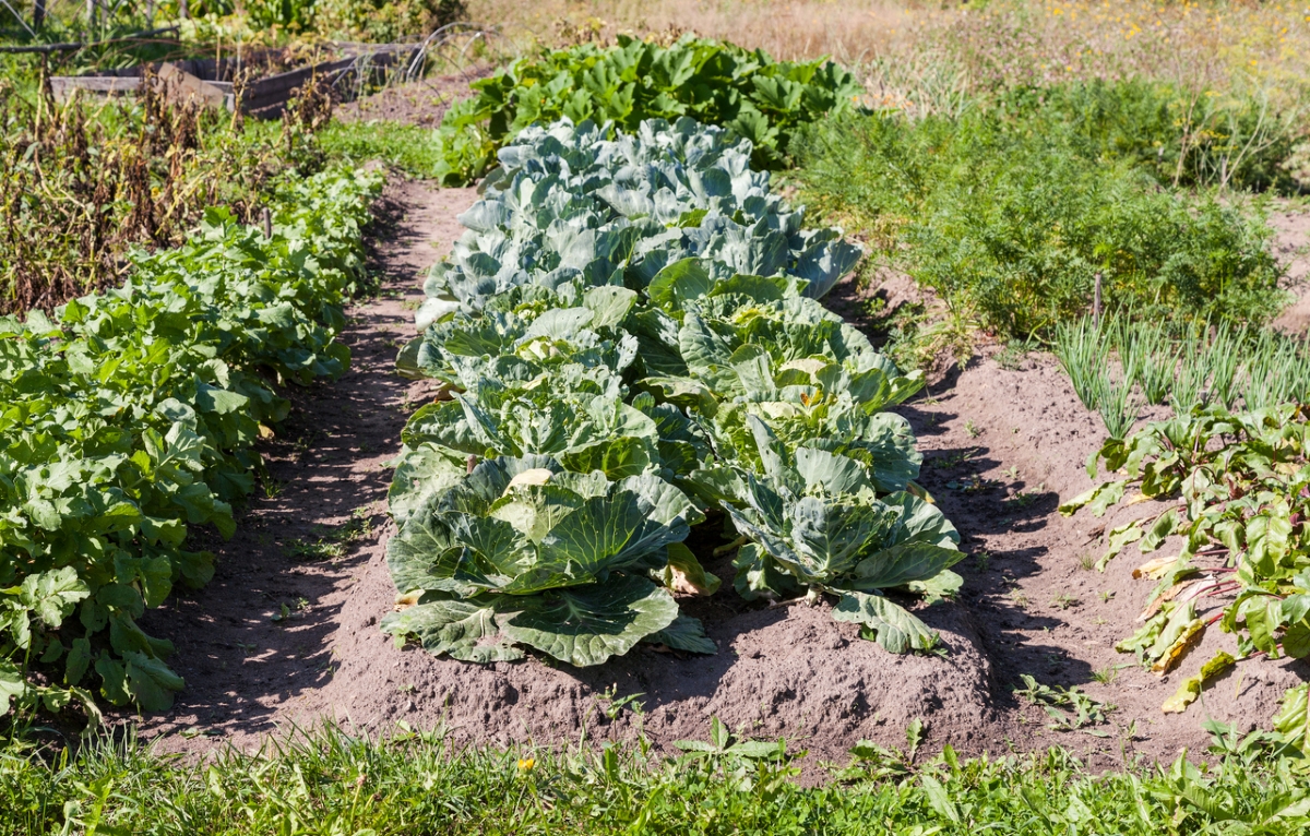 how to till a garden without a tiller - raised vegetable garden