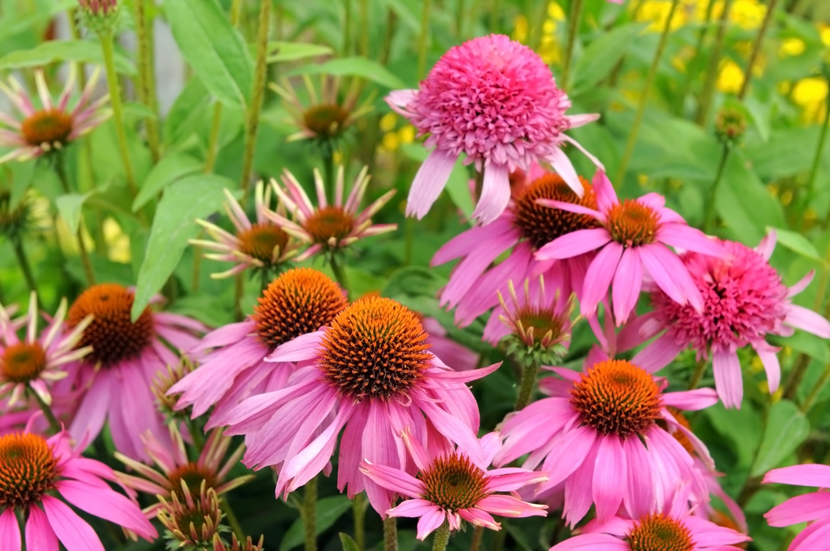flowers that attract bees - multiple pink coneflowers