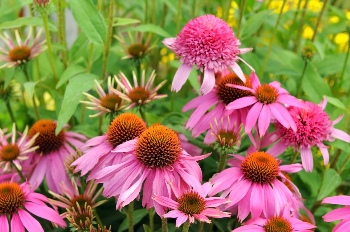 flowers that attract bees - multiple pink coneflowers