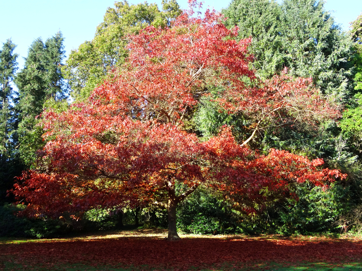 best trees for backyard large red oak tree