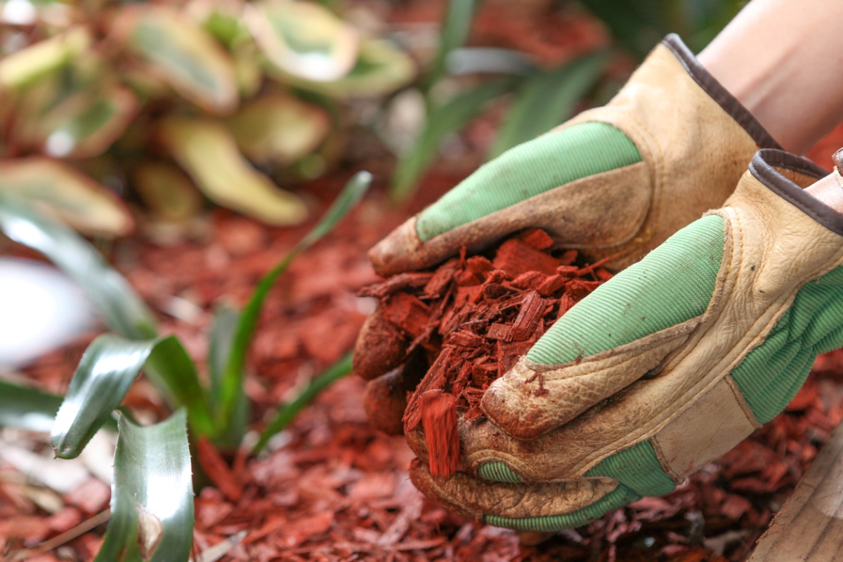 best time to water plants - gloved hands holding red mulch