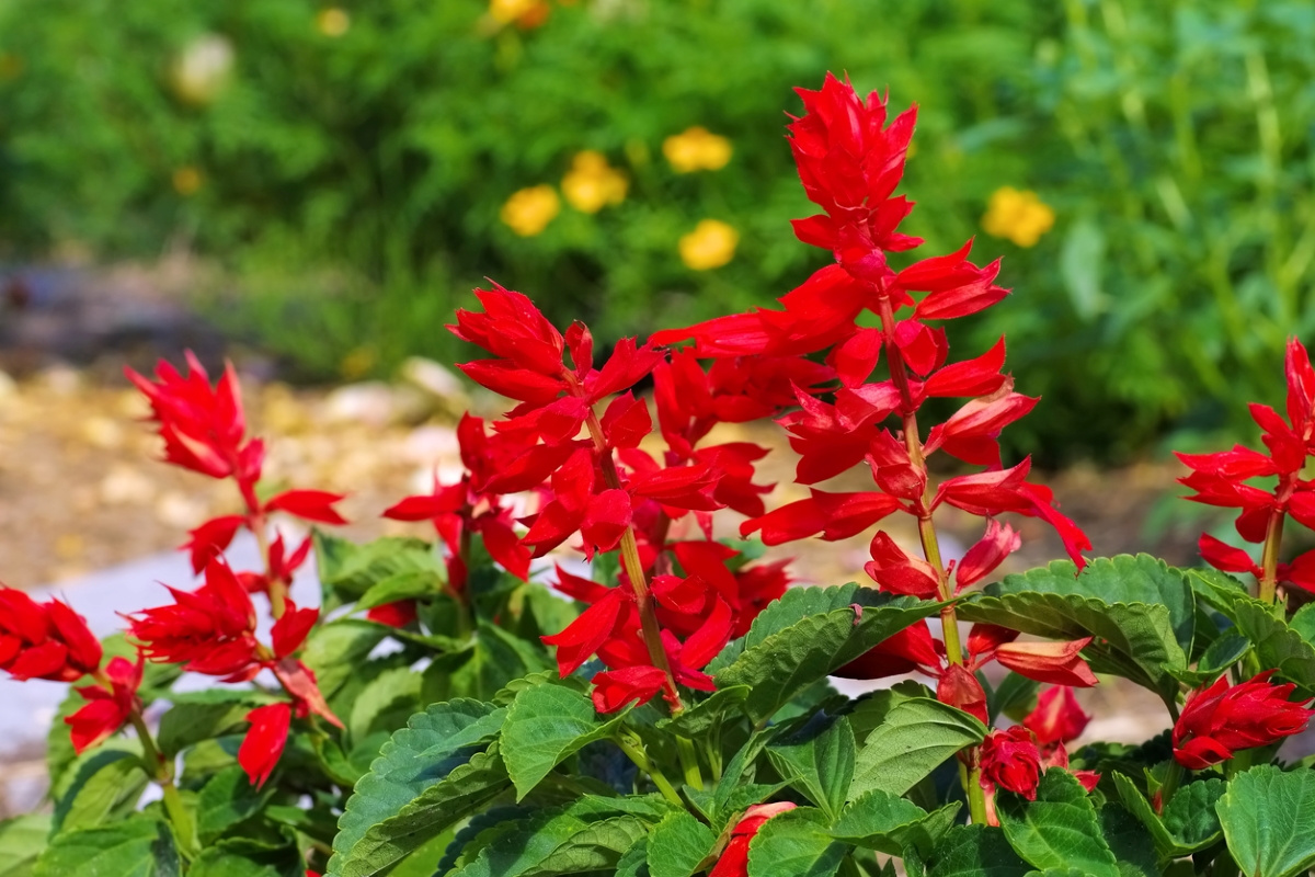flowers that attract bees - red salvia flowers