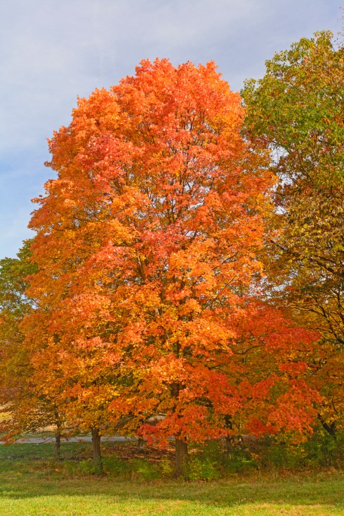 The 15 Best Trees for Backyard Landscaping Bob Vila